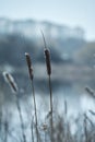 Frozen reeds near the rate in the city Royalty Free Stock Photo