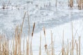 Frozen reeds over icy lake. Snowy winter landscape with dry frozen reeds on the shoreline. . Royalty Free Stock Photo