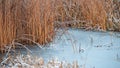 Frozen reeds in a swamp in the forest. Winter season, January