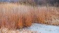 Frozen reeds in a swamp in the forest. Winter season, January