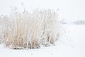 Frozen reeds in winter landscape