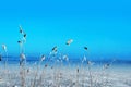 Frozen reeds