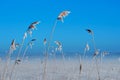 Frozen reeds