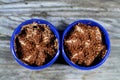 Frozen rich chocolate ice cream with chocolate pieces, Chocolate ice cream is generally made by blending cocoa powder, and the