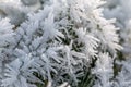 Frozen rime on the grass, with the beautiful ice crystals Royalty Free Stock Photo