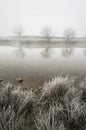 Frozen river bank on a early winter morning Royalty Free Stock Photo