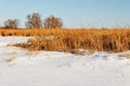 The frozen river with a dry cane on the island Royalty Free Stock Photo