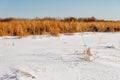 The frozen river with a dry cane on the island Royalty Free Stock Photo