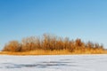 The frozen river with a dry cane on the island Royalty Free Stock Photo