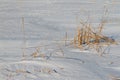 The frozen river with a dry cane on the island Royalty Free Stock Photo