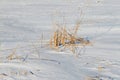 The frozen river with a dry cane on the island Royalty Free Stock Photo