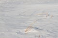 The frozen river with a dry cane on the island Royalty Free Stock Photo