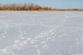 The frozen river with a dry cane on the island Royalty Free Stock Photo