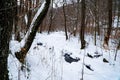 Frozen river in the woods, winter forest landscape Royalty Free Stock Photo