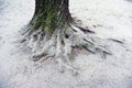 Frozen root of tree in winter park Royalty Free Stock Photo