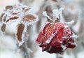 The frozen rose