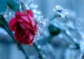 Frozen Rose