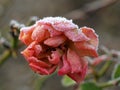 A frozen rose