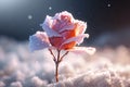 Frozen Rose Against Blurred Snowy Background Royalty Free Stock Photo