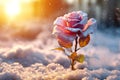 Frozen Rose Against Blurred Snowy Background Royalty Free Stock Photo