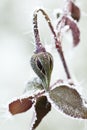 Frozen rose bud with ice crystals Royalty Free Stock Photo