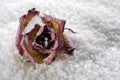 Frozen rose Royalty Free Stock Photo