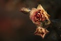 Frozen rose flower. Frosty garden plant in autumn Royalty Free Stock Photo