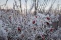 Frozen Rose-hip Bush on a Rime Iced Field in a Foggy Morning