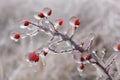 The frozen rose hip Royalty Free Stock Photo