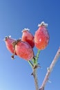 Frozen rose hips