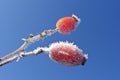 Frozen rose hips