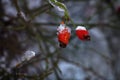 Frozen rose hips on a branch. Royalty Free Stock Photo