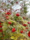 Frozen rose hips covered with hoarfrost Royalty Free Stock Photo