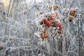 Frozen rose hips covered with hoarfrost on a winter morning, against a blurred background of bush. Royalty Free Stock Photo