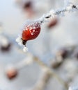 Frozen rose-hips covered with ice Royalty Free Stock Photo