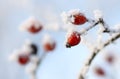 Frozen rose-hips covered with ice Royalty Free Stock Photo