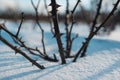 Frozen rose hips covered by snow and winter blue sky. Royalty Free Stock Photo