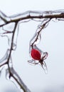 Frozen rose hips after freezing rain closeup Royalty Free Stock Photo