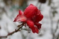 Frozen Rose