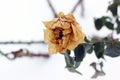 Frozen rose in winter