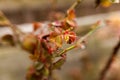 Frozen rose in winter time