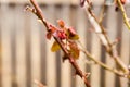 Frozen rose in winter time