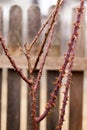 Frozen rose in winter time