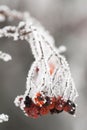 Frozen rosehips Royalty Free Stock Photo