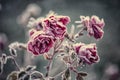 Frozen roses. Royalty Free Stock Photo