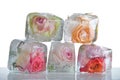 Frozen roses in ice cube Royalty Free Stock Photo