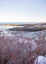 Frozen roses by Lobster point lighthouse along the rocky coast of Maine on the Marginal Way path in Ogunquit during winter Royalty Free Stock Photo