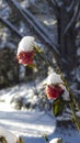 Frozen roses. Royalty Free Stock Photo