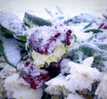 Frozen roses Royalty Free Stock Photo