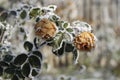 Frozen roses Royalty Free Stock Photo